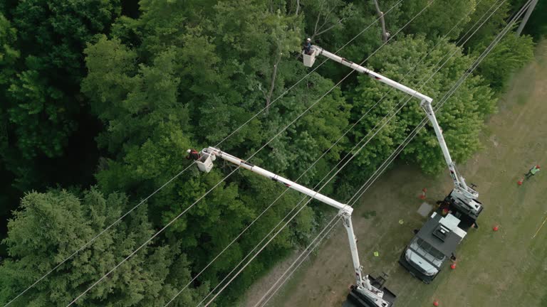 Best Fruit Tree Pruning  in Fairlawn, VA